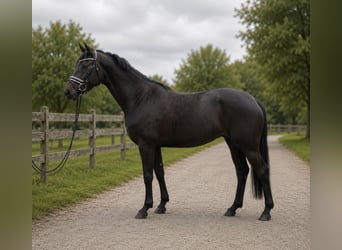 Hannoveraan, Merrie, 6 Jaar, 170 cm, Zwartbruin