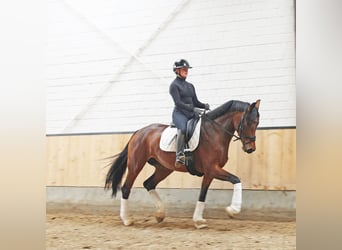 Hannoveraan, Merrie, 6 Jaar, 171 cm, Bruin