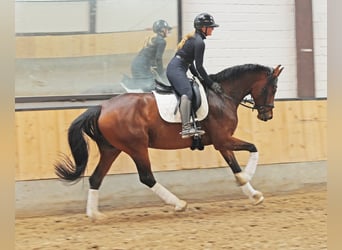 Hannoveraan, Merrie, 6 Jaar, 171 cm, Bruin