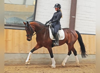 Hannoveraan, Merrie, 6 Jaar, 171 cm, Bruin