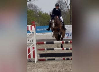 Hannoveraan, Merrie, 6 Jaar, 171 cm, Bruin