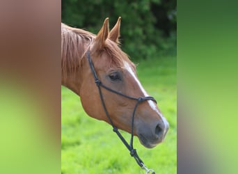 Hannoveraan, Merrie, 6 Jaar, 171 cm, Vos