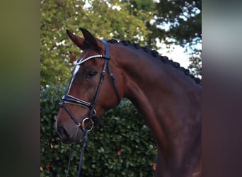 Hannoveraan, Merrie, 6 Jaar, 172 cm, Bruin