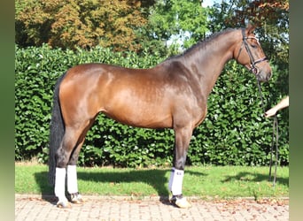 Hannoveraan, Merrie, 6 Jaar, 172 cm, Bruin