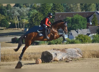 Hannoveraan, Merrie, 6 Jaar, 172 cm, Bruin