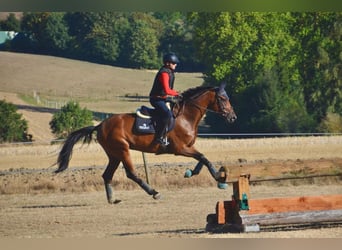 Hannoveraan, Merrie, 6 Jaar, 172 cm, Bruin