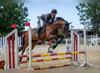 Hannoveraan, Merrie, 6 Jaar, 172 cm, Bruin
