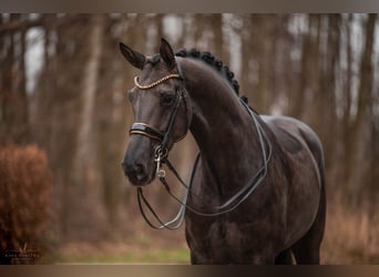 Hannoveraan, Merrie, 6 Jaar, 172 cm, Zwart