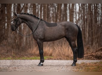 Hannoveraan, Merrie, 6 Jaar, 172 cm, Zwart