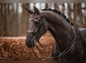 Hannoveraan, Merrie, 6 Jaar, 172 cm, Zwart