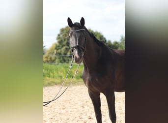 Hannoveraan, Merrie, 6 Jaar, 172 cm, Zwart