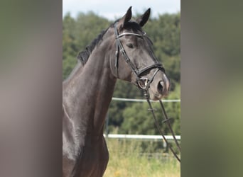 Hannoveraan, Merrie, 6 Jaar, 172 cm, Zwart