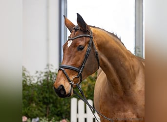 Hannoveraan, Merrie, 6 Jaar, 173 cm, Bruin