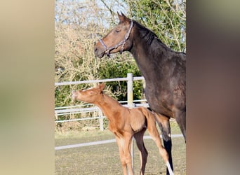 Hannoveraan, Merrie, 6 Jaar, 174 cm, Brauner