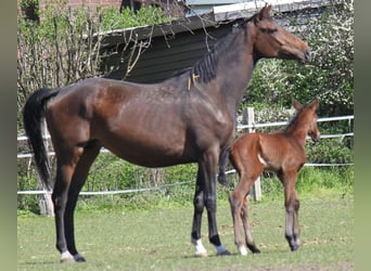 Hannoveraan, Merrie, 6 Jaar, 174 cm, Brauner