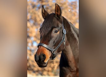 Hannoveraan, Merrie, 6 Jaar, 174 cm, Donkerbruin