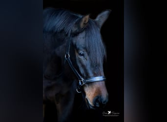Hannoveraan, Merrie, 6 Jaar, 174 cm, Donkerbruin