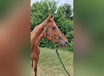 Hannoveraan, Merrie, 6 Jaar, 174 cm, Donkere-vos