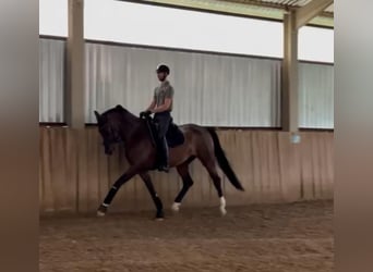 Hannoveraan, Merrie, 6 Jaar, 174 cm, Roodbruin