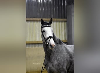 Hannoveraan, Merrie, 6 Jaar, 174 cm, Schimmel