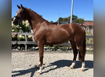 Hannoveraan, Merrie, 6 Jaar, 174 cm, Vos