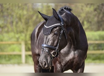 Hannoveraan, Merrie, 6 Jaar, 174 cm, Zwart