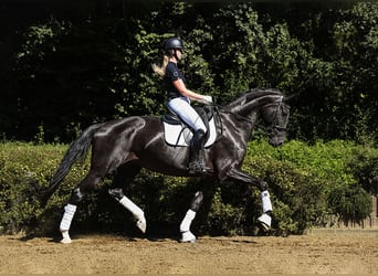 Hannoveraan, Merrie, 6 Jaar, 174 cm, Zwart