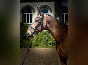 Hannoveraan, Merrie, 6 Jaar, 175 cm, Bruin