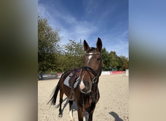 Hannoveraan, Merrie, 6 Jaar, 175 cm
