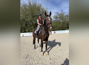 Hannoveraan, Merrie, 6 Jaar, 175 cm
