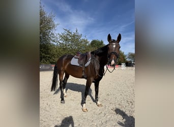 Hannoveraan, Merrie, 6 Jaar, 175 cm
