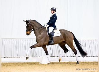 Hannoveraan, Merrie, 6 Jaar, 177 cm, Bruin