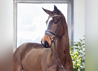 Hannoveraan, Merrie, 6 Jaar, 177 cm, Bruin