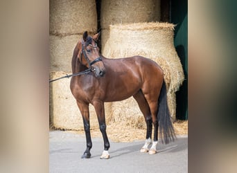 Hannoveraan, Merrie, 6 Jaar, 178 cm, Brauner