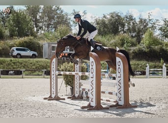 Hannoveraan, Merrie, 6 Jaar, Bruin