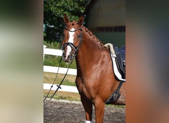 Hannoveraan, Merrie, 7 Jaar, 160 cm, Vos