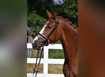 Hannoveraan, Merrie, 7 Jaar, 160 cm, Vos