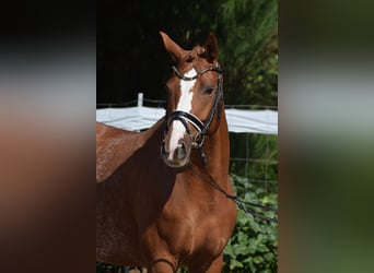 Hannoveraan, Merrie, 7 Jaar, 160 cm, Vos