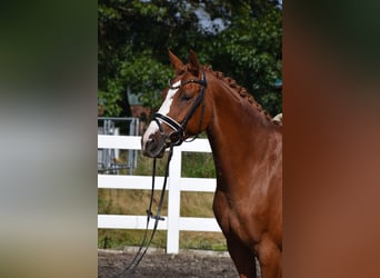 Hannoveraan, Merrie, 7 Jaar, 160 cm, Vos
