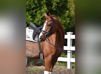 Hannoveraan, Merrie, 7 Jaar, 160 cm, Vos