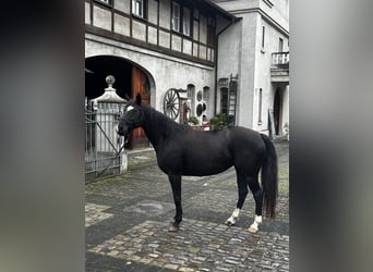 Hannoveraan, Merrie, 7 Jaar, 160 cm, Zwart