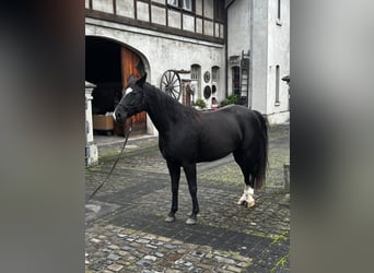 Hannoveraan, Merrie, 7 Jaar, 160 cm, Zwart