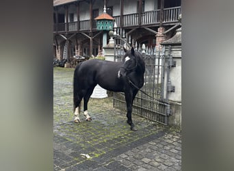 Hannoveraan, Merrie, 7 Jaar, 160 cm, Zwart