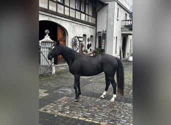 Hannoveraan, Merrie, 7 Jaar, 160 cm, Zwart