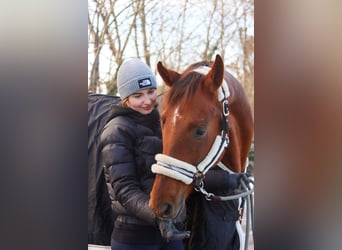 Hannoveraan, Merrie, 7 Jaar, 162 cm, Donkere-vos