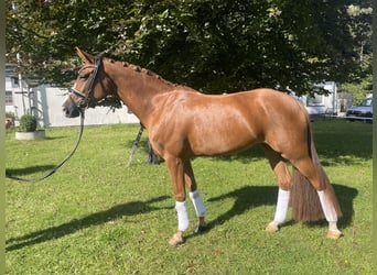 Hannoveraan, Merrie, 7 Jaar, 162 cm, Vos
