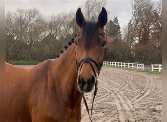 Hannoveraan, Merrie, 7 Jaar, 163 cm, Bruin