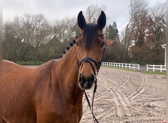 Hannoveraan, Merrie, 7 Jaar, 163 cm, Bruin