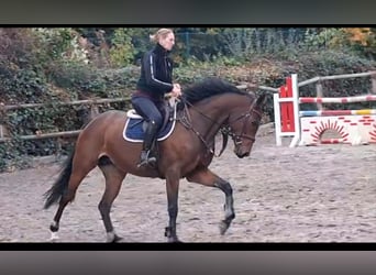 Hannoveraan, Merrie, 7 Jaar, 163 cm, Bruin