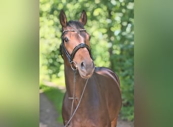 Hannoveraan, Merrie, 7 Jaar, 163 cm, Donkerbruin